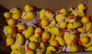 Etang de Berre : des canards en plastique au service de la science