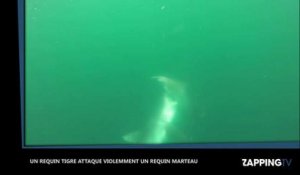 Un requin tigre attaque violemment un requin marteau, les images impressionnantes (Vidéo)