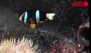 Dans les coulisses du Grand aquarium de Saint-Malo