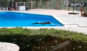 Un ours prend ses aises dans une piscine privée californienne