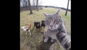 Manny, le chat star des selfies