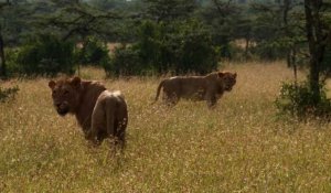 Kenya: des colliers GPS pour protéger les lions