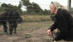 Jane Goodall visite un sanctuaire pour chimpanzés au Kenya