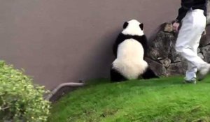 Japon: un panda géant un peu maladroit
