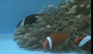 Nemo, dialogue entre poissons-clowns étude ULg