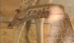 Un girafon voit le jour à Planckendael