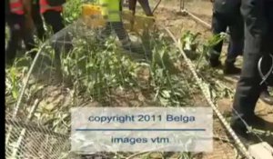 Champ de patates OGM saccagé par des militants écolo