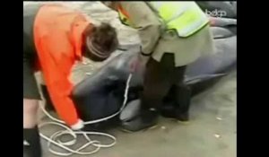 Une centaine de baleines mortes échouées en Nouvelle-Zélande