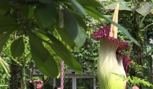 Belgique: la "fleur-cadavre" Arum Titan en floraison