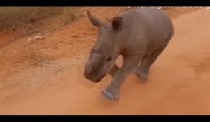 Un rhinocéros « bien » élevé répond à l'appel de son prénom