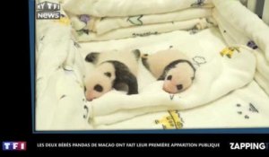 Zoo de Macao : Les deux bébés pandas âgés d'un mois dévoilés au public (Vidéo)
