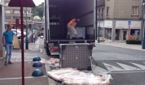 Un camion perd une caisse de boyaux de porc