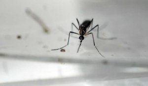 Virus Zika : l'OMS déclare "une urgence de santé publique de portée mondiale"