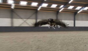 La police néerlandaise teste des aigles pour capturer des drones