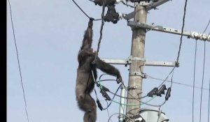 Ce chimpanzé prend les fils électriques pour des lianes