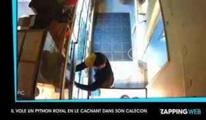 Il vole un python royal en le cachant dans son caleçon (vidéo)