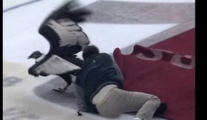 Un condor hors de contrôle avant un match de hockey !