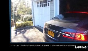 Etats-Unis : un chien conduit comme un humain et sort une voiture d'un garage ! (Vidéo)