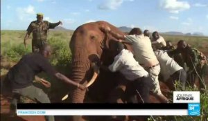 KENYA - TGV Nairobi - Mombasa : Un risque pour les éléphants ?