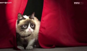 Le zapping du 25/04 : Grumpy Cat, le chat qui valait 82 millions de dollars