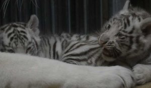 Naissance de bébés tigres blancs indiens au zoo de Liberec