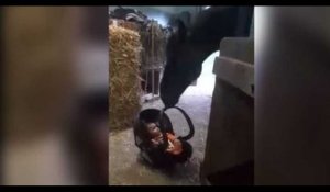 Un cheval trop craquant berce un bébé (vidéo)