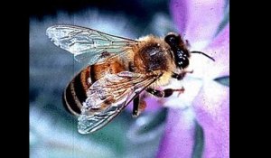 Comment se portent nos abeilles ?