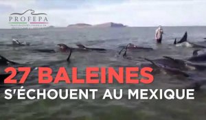 27 baleines s'échouent sur une plage au Mexique