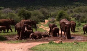 Le Kenya se mobilise contre le commerce illégal d'ivoire