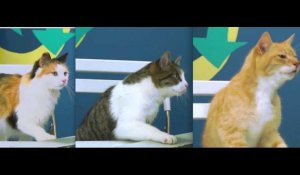 Expérience : quand des chats regardent une vidéo du Web !