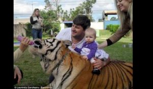 Incroyable : cette famille vit avec sept tigres !