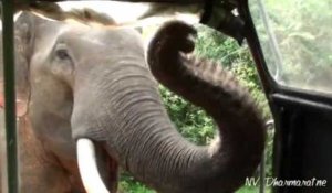 Terrifiant : un éléphant attaque un bus de touristes !