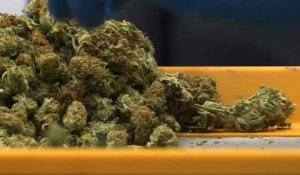 Washington fait le bilan d'une année sous cannabis récréatif