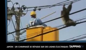Japon : Un chimpanzé évadé d'un zoo se promène sur des lignes électriques (Vidéo)