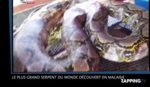 Le plus grand serpent du monde découvert en Malaisie (vidéo)