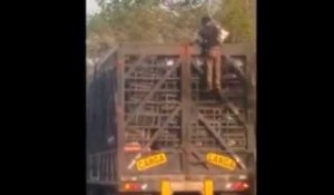 Un homme grimpe sur un camion en marche afin de voler des poulets (vidéo)