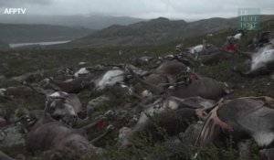 323 rennes tués par la foudre en Norvège