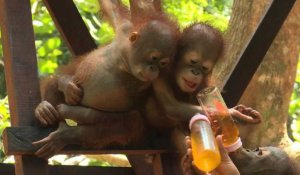 Indonésie: à l'école pour orangs-outans dans la jungle de Bornéo