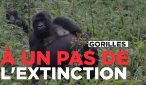 Les gorilles à un pas de l'extinction totale 