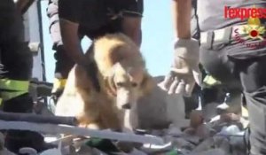 Séisme en Italie: un chien sauvé après neuf jours passé sous les décombres