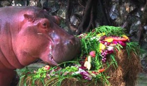 Un hippopotame de Bangkok fête ses 50 ans
