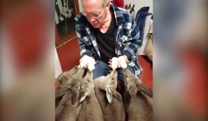 Ces bébés kangourous ont la belle vie