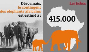 111.000 éléphants d'Afrique ont disparu entre 2006 et 2015