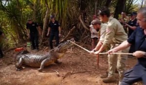 Australie: la police capture un crocodile mangeur de vaches