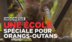 En Indonésie, les orangs-outans font leur rentrée dans une école spéciale