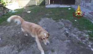 Séisme en Italie : Roméo, un chien miraculé