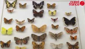 Minute Papillon ! Exposition au Musée Vert du Mans