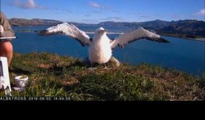 Moana, l'Albatros royal, prend son envol