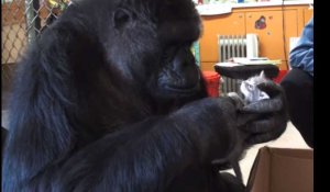 Koko la femelle gorille, avec des chatons