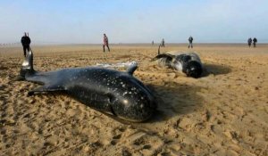 Un troupeau de baleines échoué à Calais